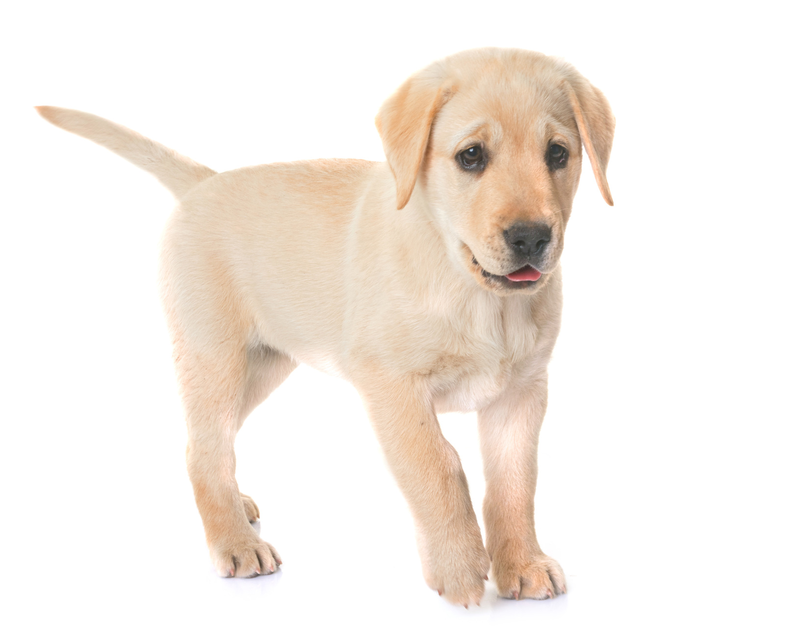 All about labrador and dalmatian breed mix