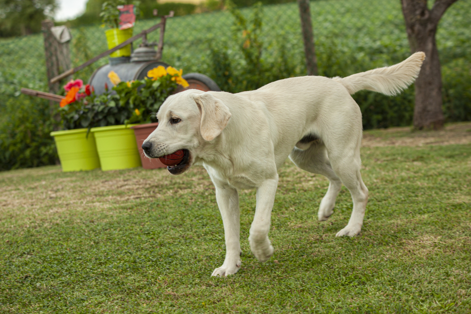 All about labrador and boxer breed mix