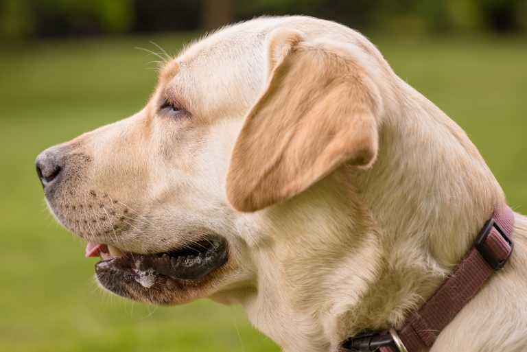 All about labrador and beagle breed mix