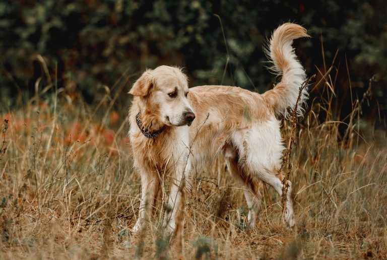 All about golden retriever and tibetan spaniel breed mix