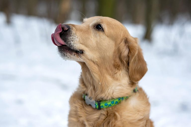 All about golden retriever and russian spaniel breed mix