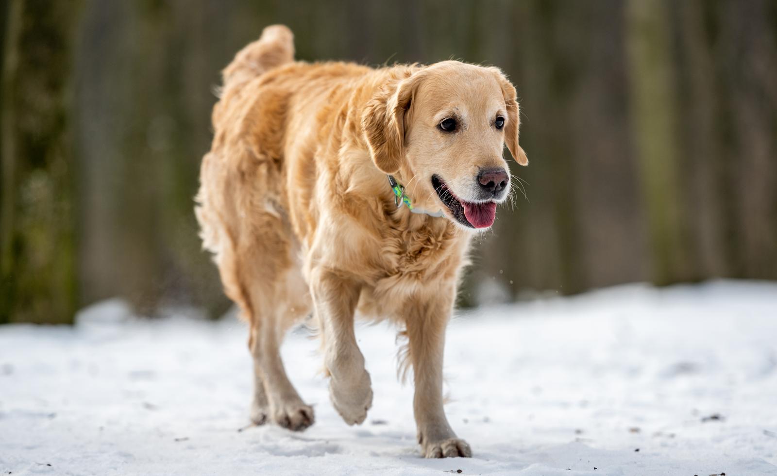 All about golden retriever and picardy spaniel breed mix