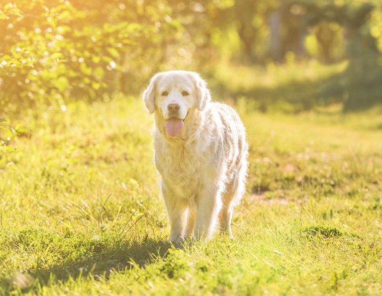 All about golden retriever and poodle breed mix