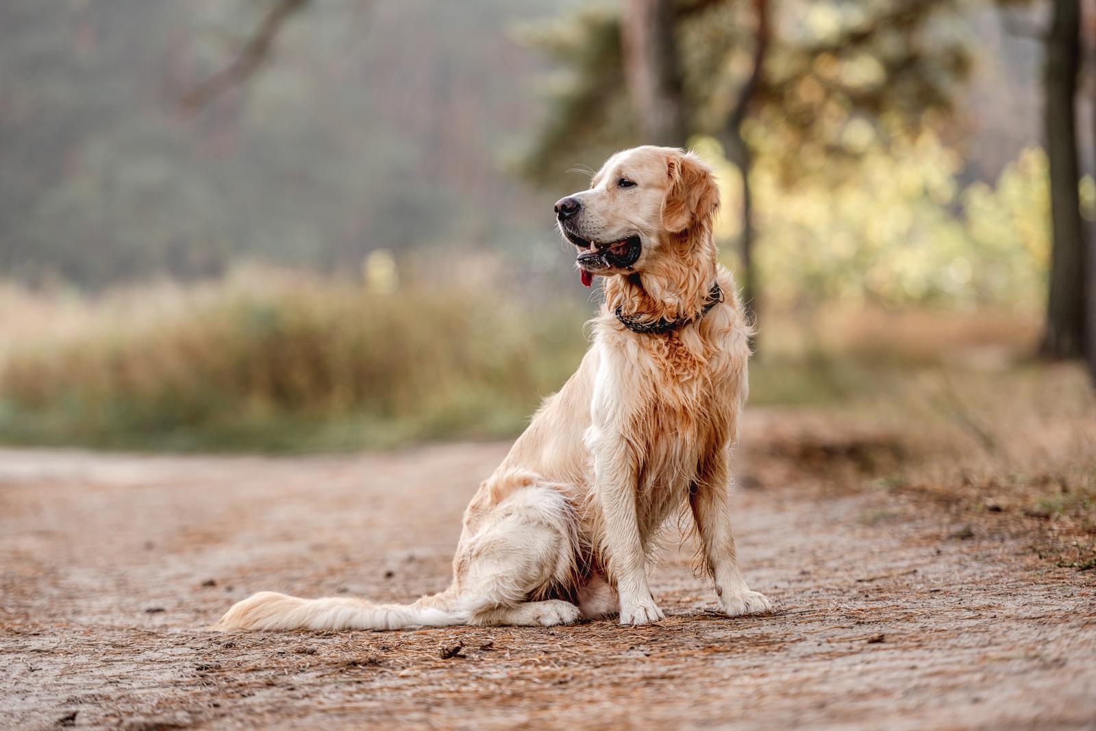 All about golden retriever and welsh springer spaniel breed mix