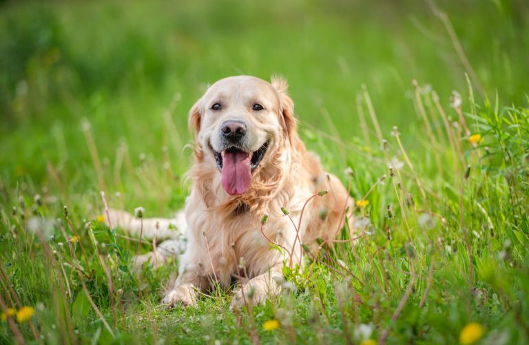 All about golden retriever and french spaniel breed mix