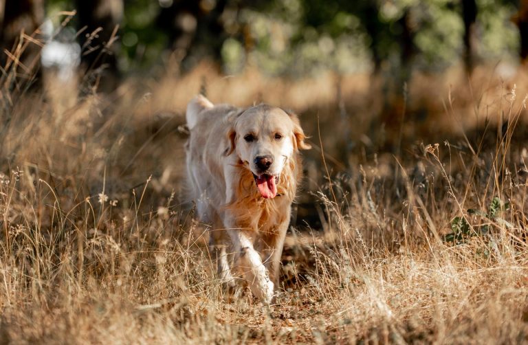 All about golden retriever and english water spaniel breed mix