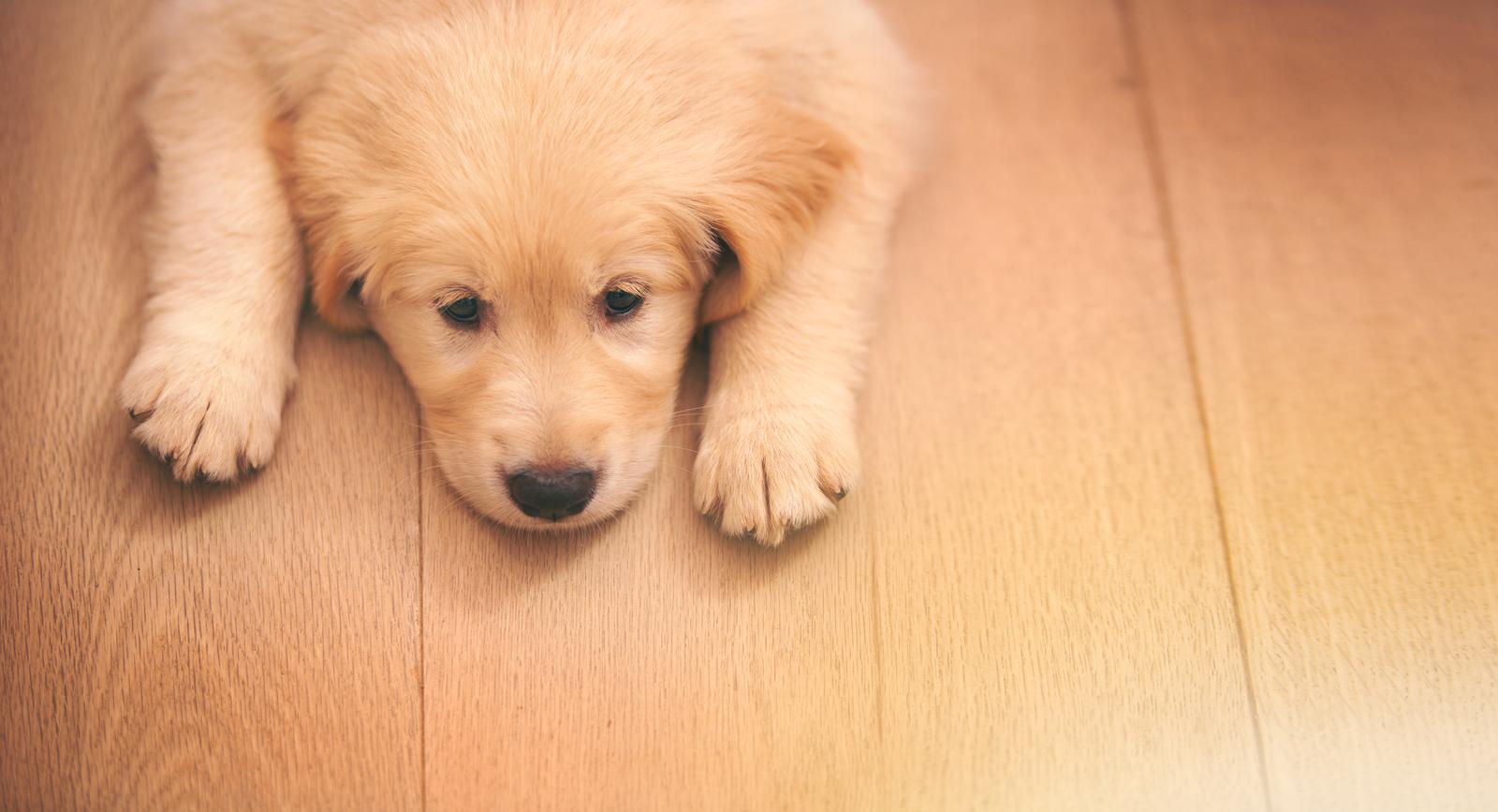 All about golden retriever and labrador breed mix