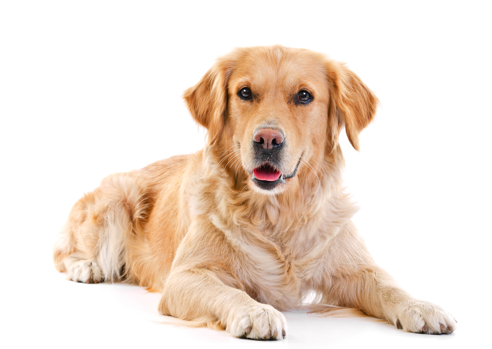 All about golden retriever and smooth fox terrier breed mix