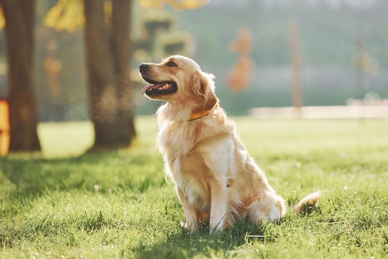 Is a golden retriever a good family dog?