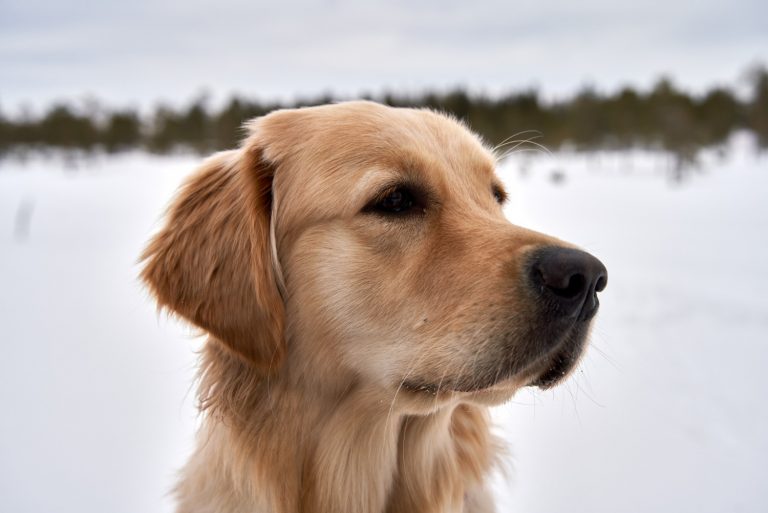 Can golden retrievers be outside dogs?