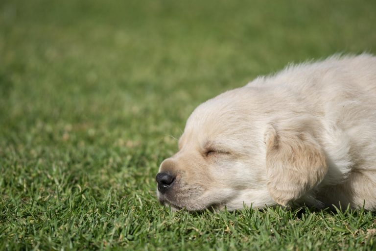 How to look after a labrador puppy?