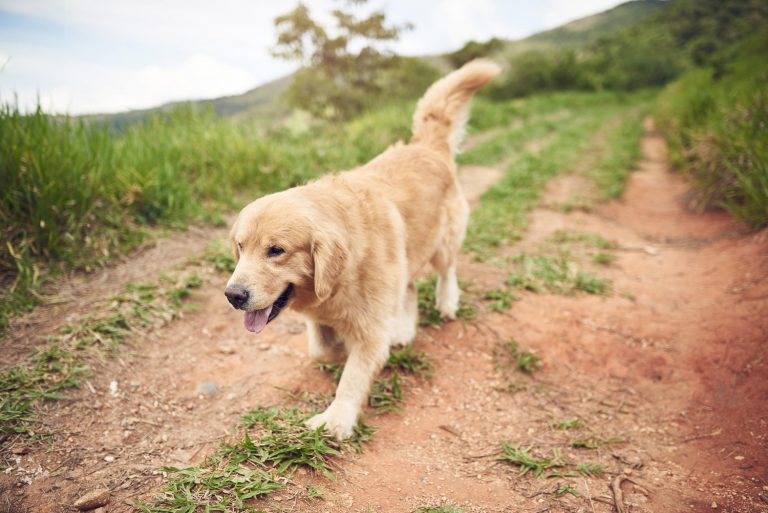 Are golden retrievers hypoallergenic dogs?