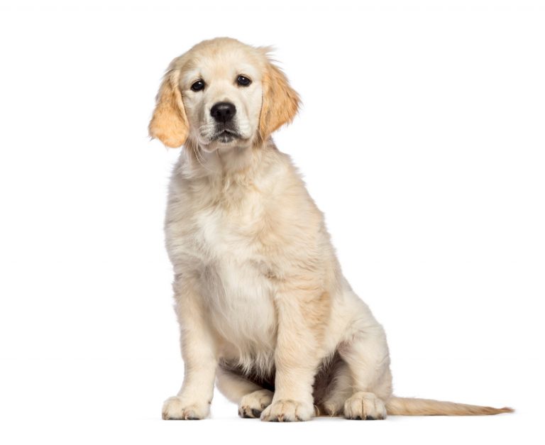 All about golden retriever and basset breed mix