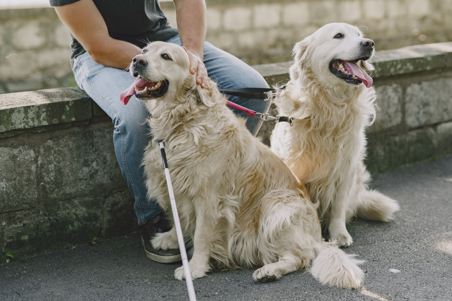 Are golden retrievers good therapy dogs?