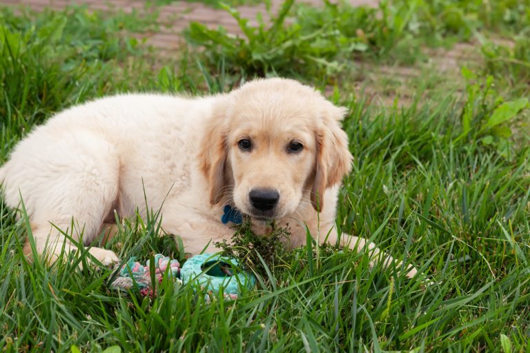 All about golden retriever and weimaraner breed mix