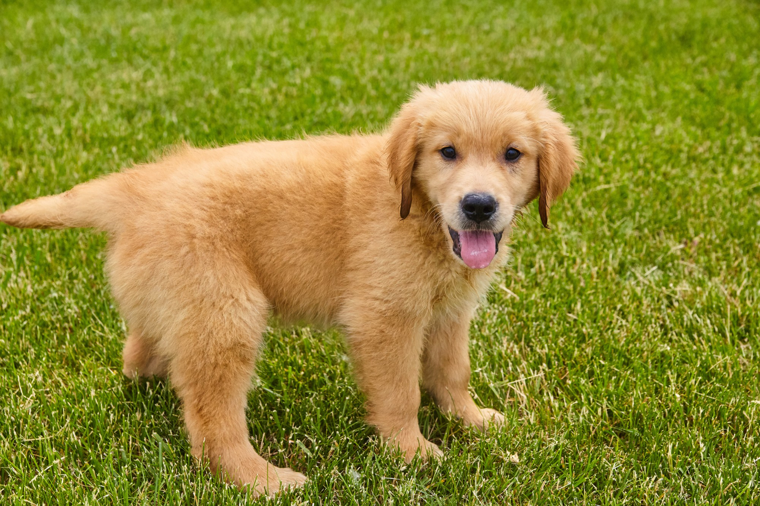 All about golden retriever and mastiff breed mix
