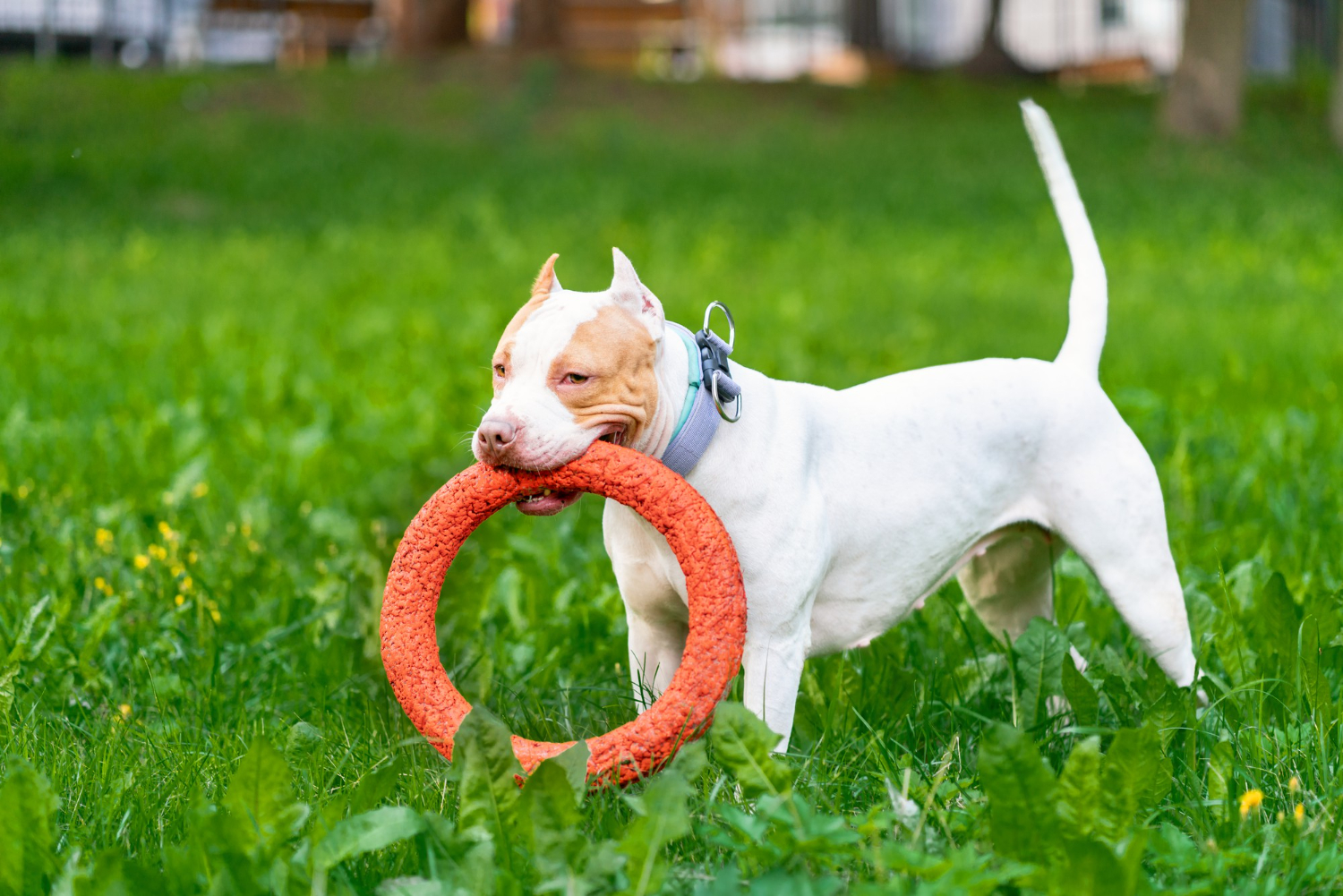 Best toys for pitbull puppy.