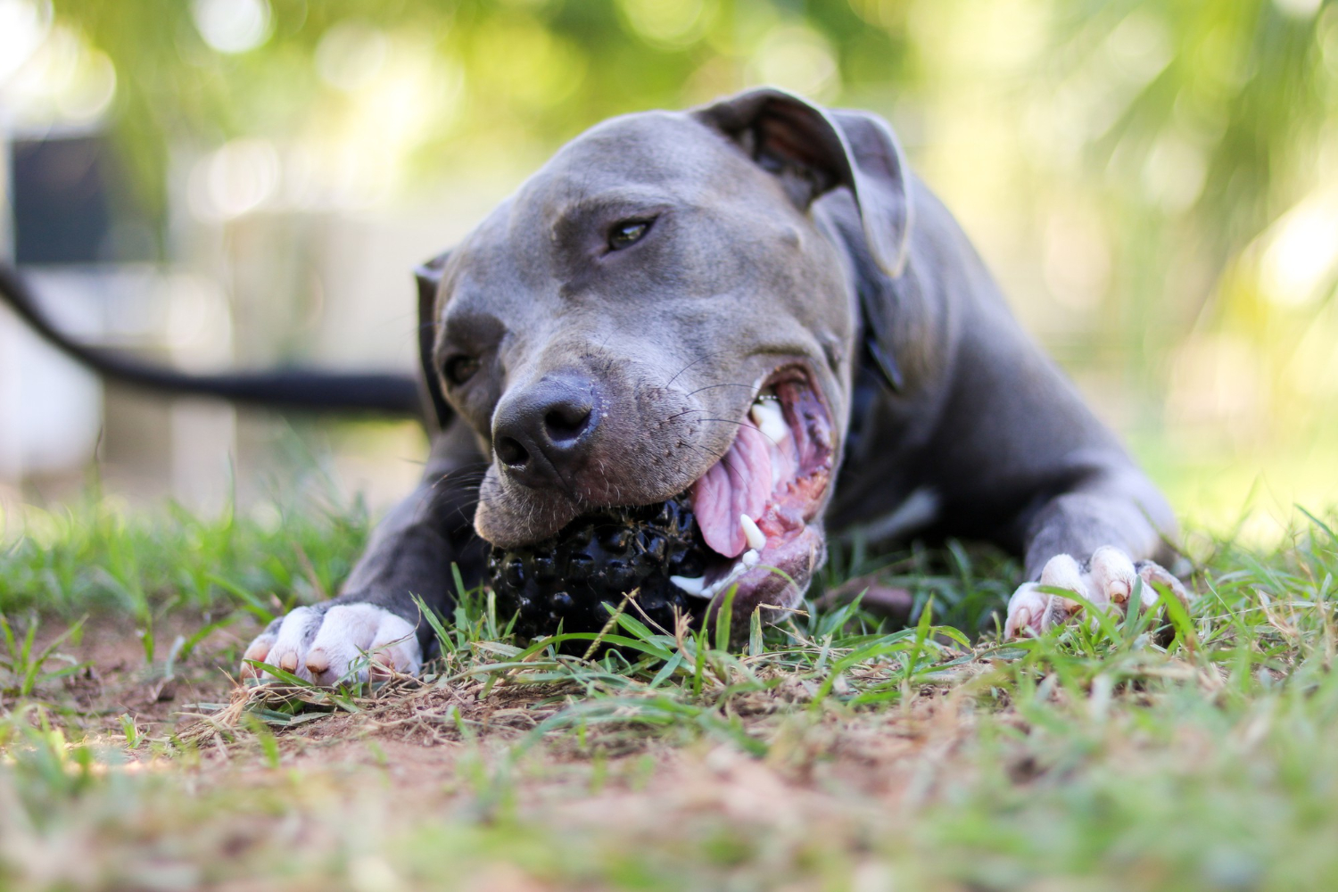 What kind of dog food is best for pitbulls.