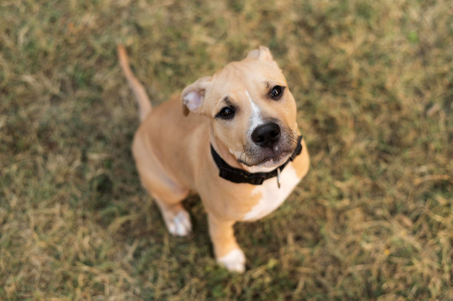 How to train a pitbull dog?